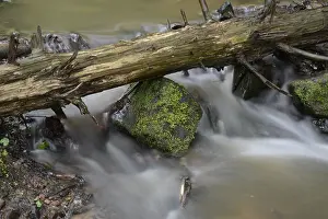Deserted Forest Stream Drucke: Stream, water, flowing, forest