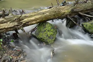 Uninhabited Small River Drucke: Stream, water, flowing, forest