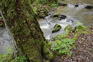 Fresh Spring Water Drucke: Stream, water, flowing, spring