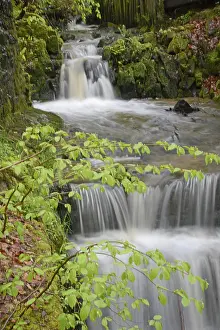Uninhabited River Landscape Photo Drucke: Stream, water, flowing, spring