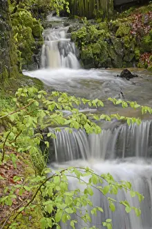 Forest Landscape Photography Drucke: Stream, water, flowing, spring
