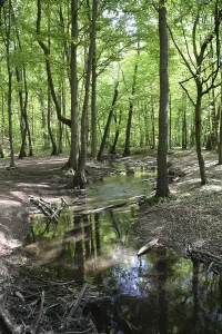 Hesse Forest Photography Drucke: Stream, water, flowing, spring