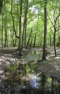 German Countryside Landscape Photo Drucke: Stream, water, flowing, spring