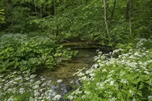 Lower Austria Hike Drucke: Stream on the way to Trefflingfall