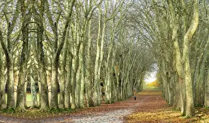 Tree Lined Road Drucke: Street surrounded by trees, a path surrounded by large trees