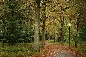 No People On The Road Drucke: Street surrounded by trees, a path surrounded by large trees