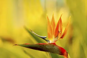 Verwandte Bilder Drucke: Strelitzia