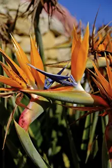 Deserted Tropical Landscape Drucke: Strelize, parrot flower