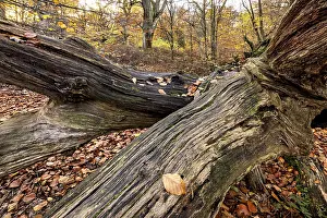Primeval Forest Scenery Drucke: Stretched tree trunk in autumn forest