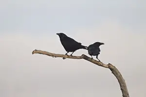 Corvids In Nature Drucke: A striking image of two ravens