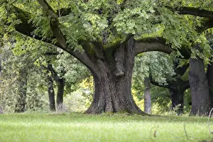 Stuttgart Germany Drucke: Striking tree in Rosensteinpark