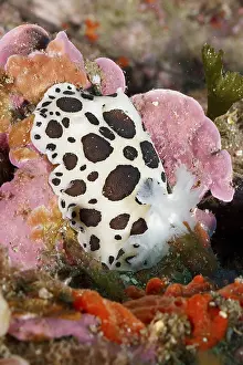 Mediterranean Sea Nudibranch Drucke: A strikingly patterned nudibranch