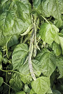Open Air Nature Scene Drucke: String beans