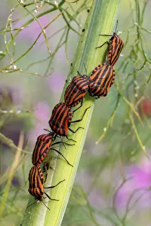 Green Background Drucke: Stripe bug climbing high on a dill stalk