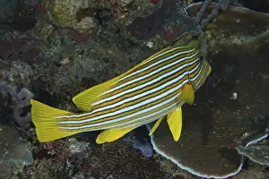 Bilder Datiert 21. Juli 2024: Goldband sweetlips print
