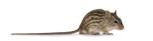 Rodent Photography Drucke: Striped grass mouse standing side ways