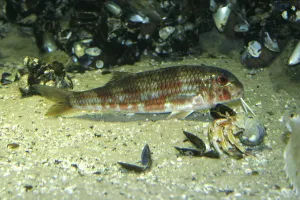 Wild Sea Creatures Drucke: Striped mullet