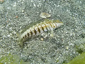 Bilder Datiert 2. August 2024: Striped sand perch print sandy seabed