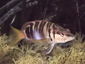 Bony Fish In The Wild Drucke: A striped scribefish (Serranus scriba) swimming over a reef