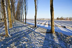 Snowy Countryside Scene Drucke: Striped shadows from trees in winter