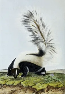 Gerahmter Druck : Gestreifter Fuchsbaumwulf (Mephitis mephitis) Gerahmter Druck : Gestreifter Fuchsbaumwulf (Mephitis mephitis)