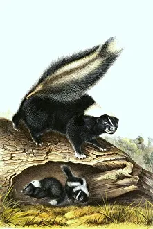 Vintage Wildlife Illustration Drucke: Striped skunk (Mephitis mephitis)