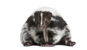 Cute Animal Portrait Drucke: Striped skunk, Mephitis Mephitis