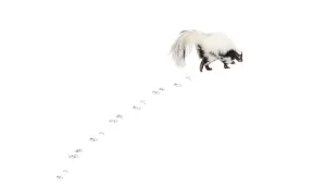 Wild Animal Movement Drucke: Striped skunk, Mephitis Mephitis