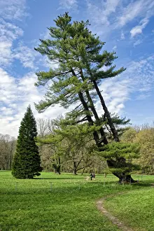 Eastern Germany Landscape Drucke: Strobe, also called eastern white pine (Pinus strobus)