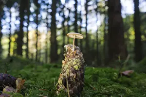 Edible Mushroom Drucke: Strobilurus esculentus (Strobilurus esculentus)