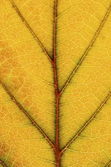 Autumn Leaf Structure Drucke: Structure of an autumn-colored leaf