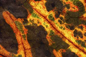 Central Europe Autumn Mood Scene Drucke: Structure of an autumn-colored leaf
