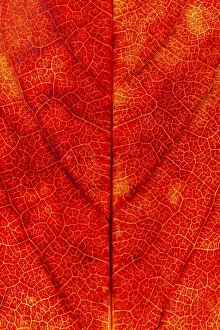 European Autumn Color Drucke: Structure of an autumn-colored leaf
