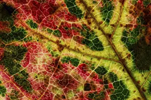 Autumn Leaf Structure Drucke: Structure of an autumn-colored leaf