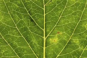 Autumn Leaf Structure Drucke: Structure of an autumn-colored leaf