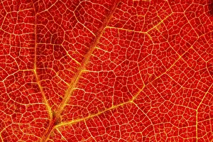 Autumn Leaf Structure Drucke: Structure of an autumn-colored leaf
