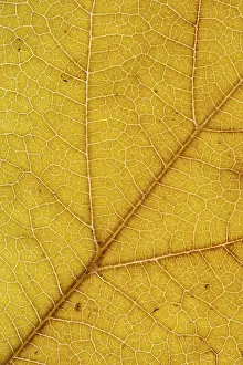 German Autumn Colors Drucke: Structure of an autumn-colored leaf