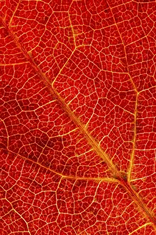 European Autumn Mood Drucke: Structure of an autumn-colored leaf