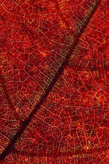Autumn Leaf Structure Drucke: Structure of an autumn-colored leaf