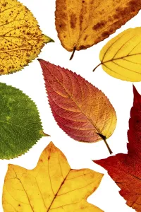 Northern German Nature Scenes Drucke: Structure of an autumn-colored leaf