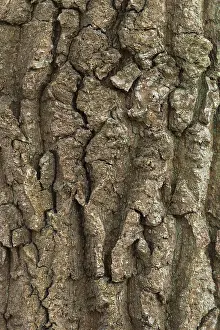 Tree Trunk Texture Drucke: Structure of the bark of an oak (Quercus)