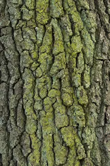 Deciduous Tree Bark Design Drucke: Structure of the bark of an oak (Quercus)