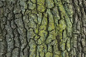 Deciduous Tree Patterns Drucke: Structure of the bark of an oak (Quercus)