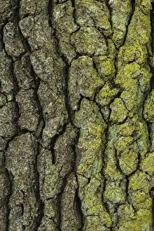 Deciduous Tree Bark Design Drucke: Structure of the bark of an oak (Quercus)