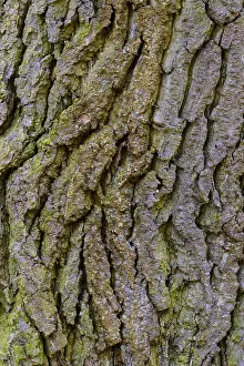 Oak Tree Bark Drucke: Structure of the bark of an oak (Quercus)
