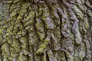 Tree Trunk Texture Drucke: Structure of the bark of an oak (Quercus)