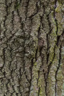 Oak Tree Bark Structure Drucke: Structure of the bark of an oak (Quercus)