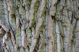 Central European Deciduous Trees Drucke: Structure of the bark of an oak (Quercus)
