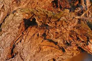 Peene Valley River Landscape Nature Park Drucke: Detail of the structure of the bark of a willow tree