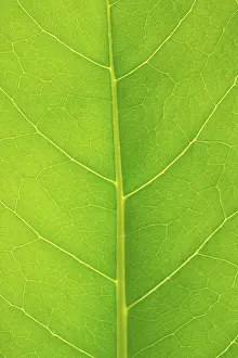 Close Up Leaf Drucke: Structure of a leaf